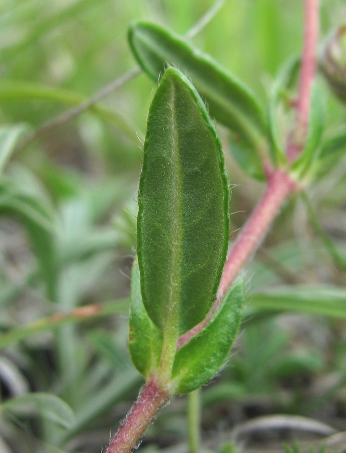 Image of genus Helianthemum specimen.