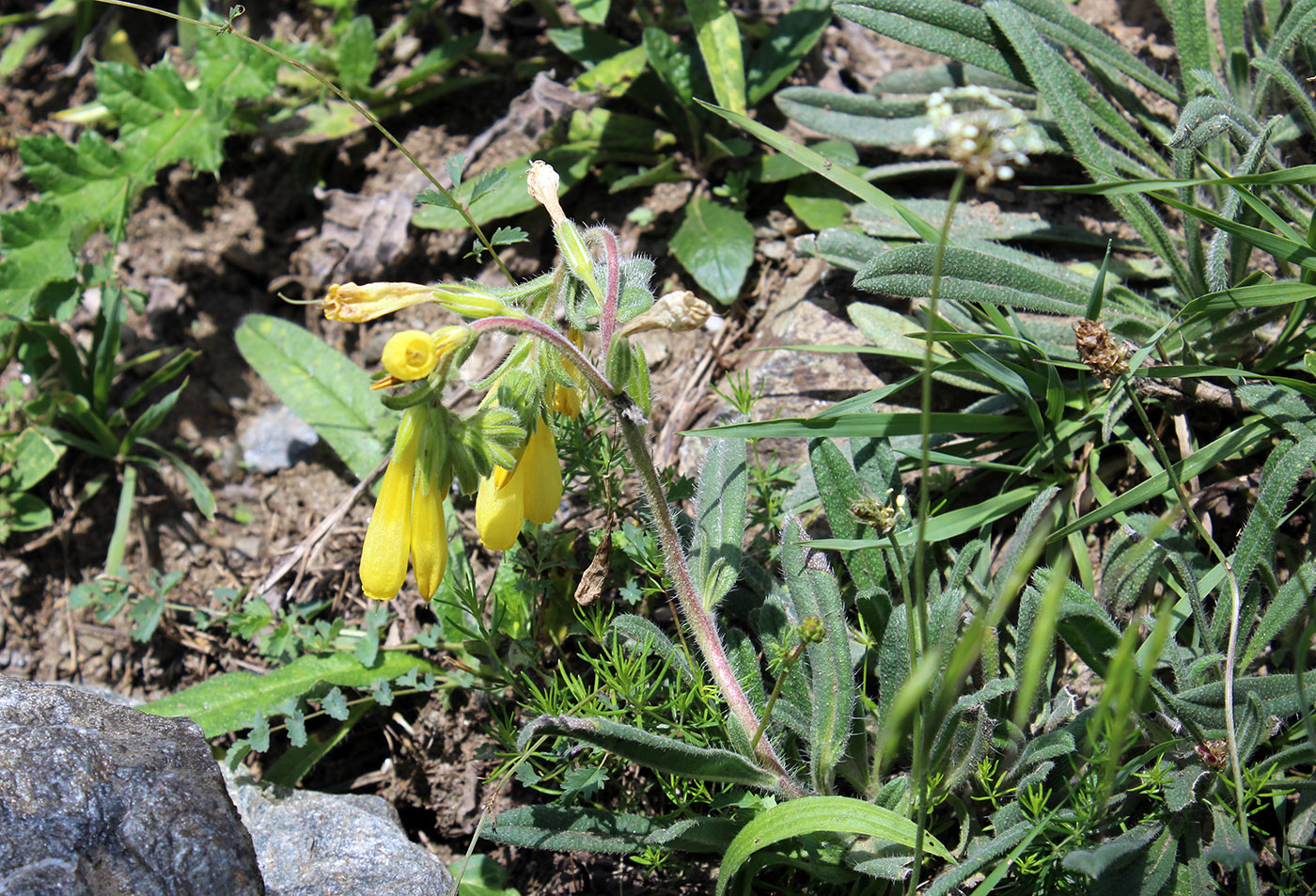 Изображение особи Onosma caucasica.
