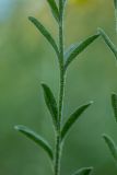 Alyssum trichostachyum