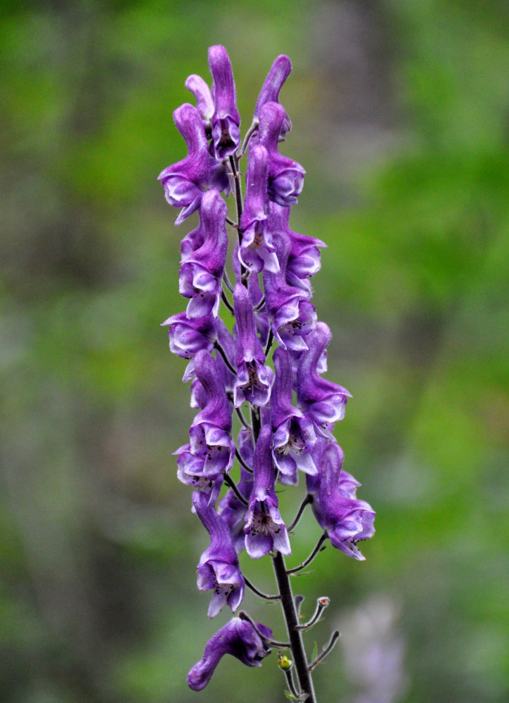 Image of Aconitum septentrionale specimen.