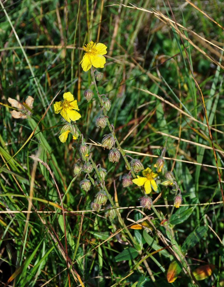 Изображение особи род Helianthemum.