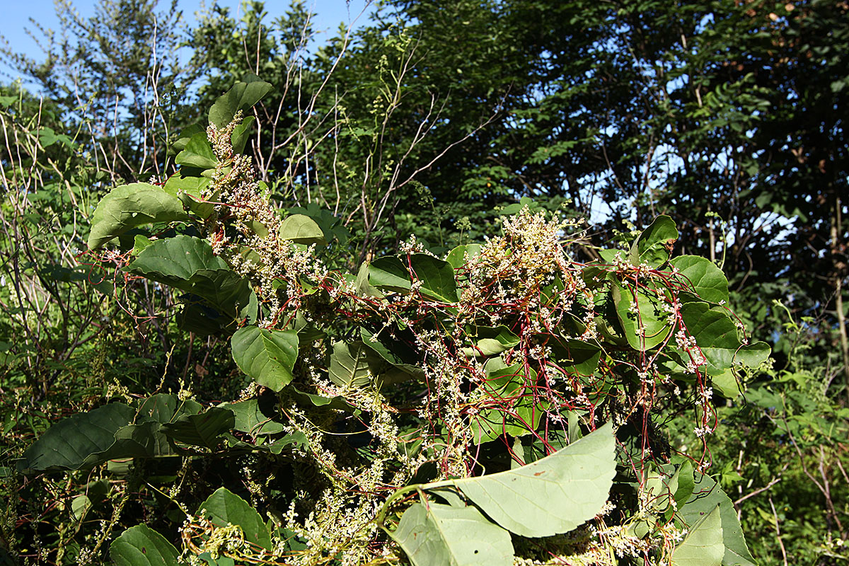 Image of Cuscuta japonica specimen.