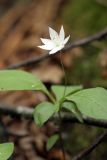 Trientalis europaea. Верхушка цветущего растения. Карельский перешеек, окр. Сертолово, в смешанном лесу. 25.05.2019.