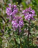 Pedicularis anthemifolia. Верхушки побегов с соцветиями. Алтай, Онгудайский р-н, Семинский перевал, ≈ 1700 м н.у.м., опушка хвойного леса. 10.06.2019.