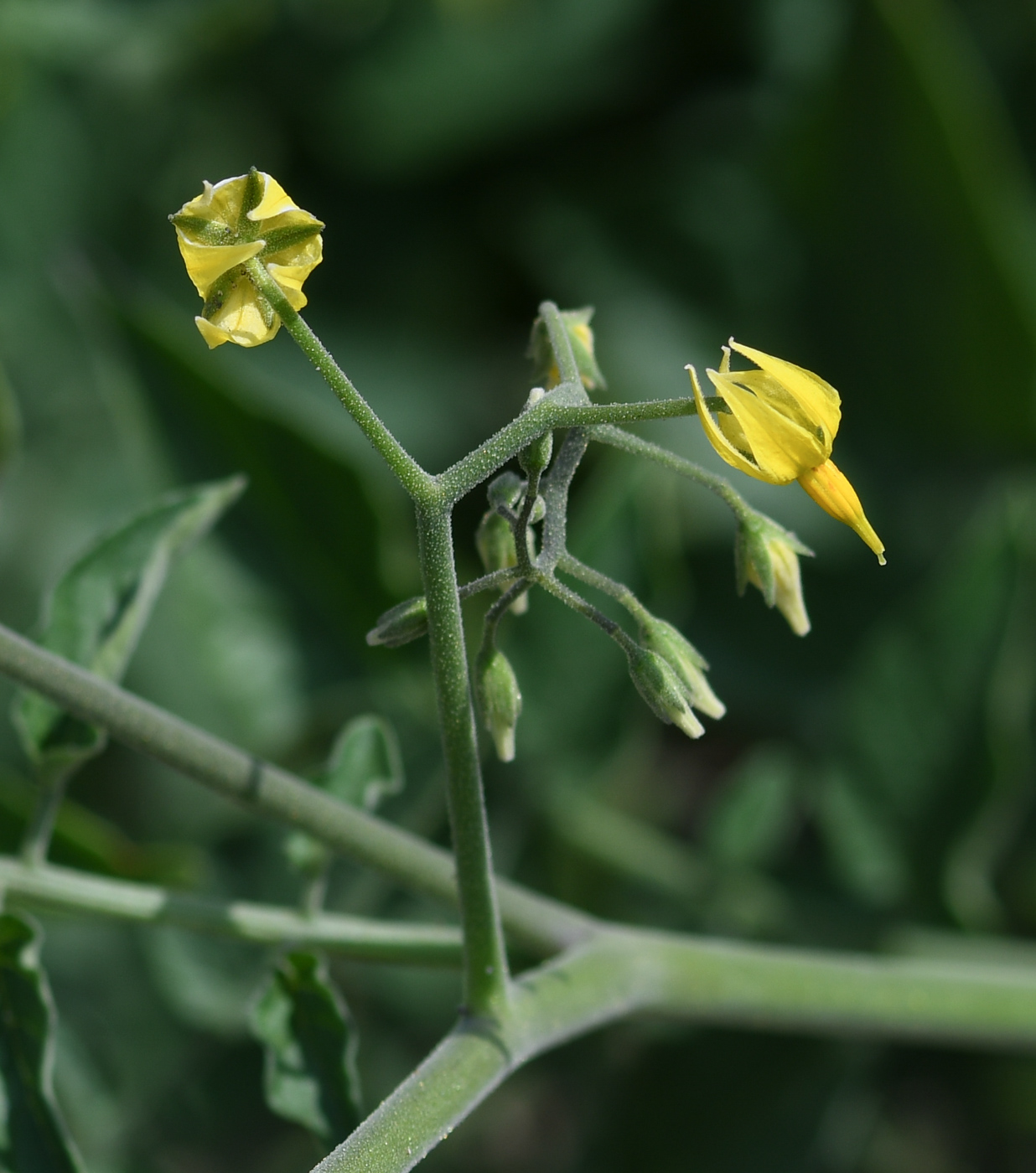 Изображение особи Lycopersicon esculentum ssp. cerasiforme.