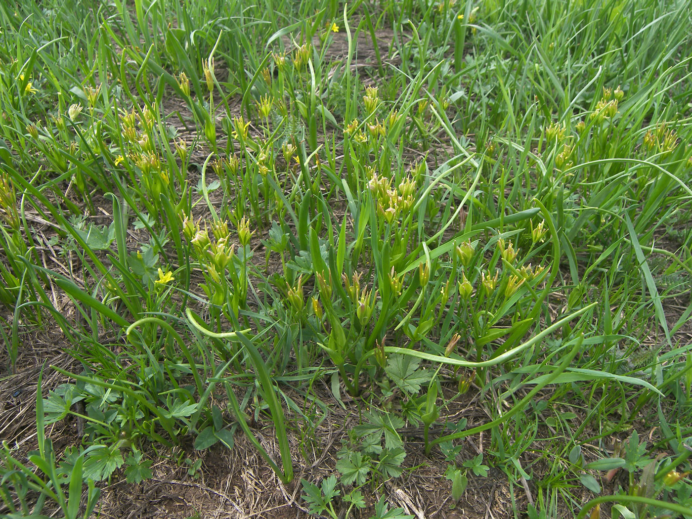 Image of Gagea luteoides specimen.