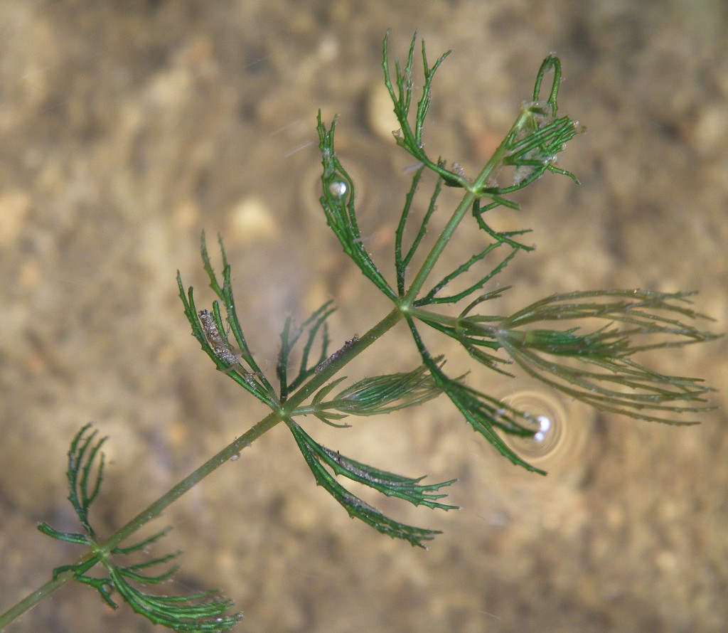 Изображение особи Ceratophyllum demersum.