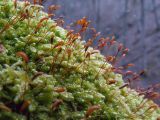 Hypnum cupressiforme