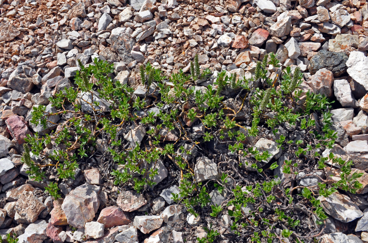 Image of genus Salix specimen.