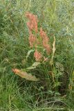 Rumex hydrolapathum. Плодоносящее растение. Псковская обл., Гдовский р-н, окр. дер. Спицино; побережье Чудского оз., сырой закустаренный осоково-злаковый луг за зарослями тростника. 19.08.2019.