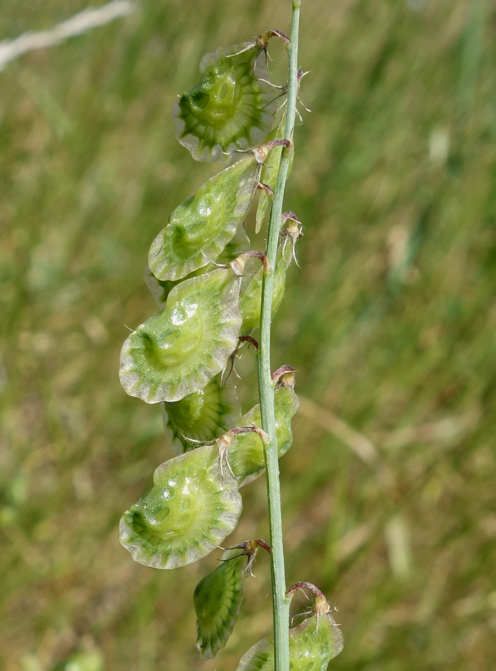 Изображение особи Onobrychis pulchella.