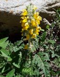 Phlomoides speciosa. Цветущее растение. Кыргызстан, Чуйская обл., Аламединское ущелье, окр. сан. Теплый Ключ, подножье правобережного склона у дороги. 29.05.2019.