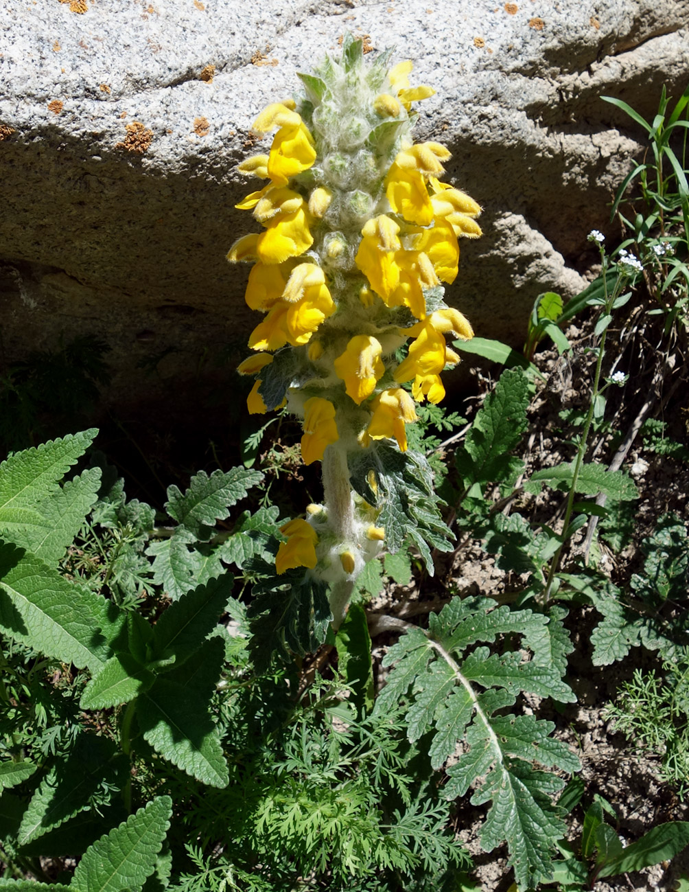 Image of Phlomoides speciosa specimen.