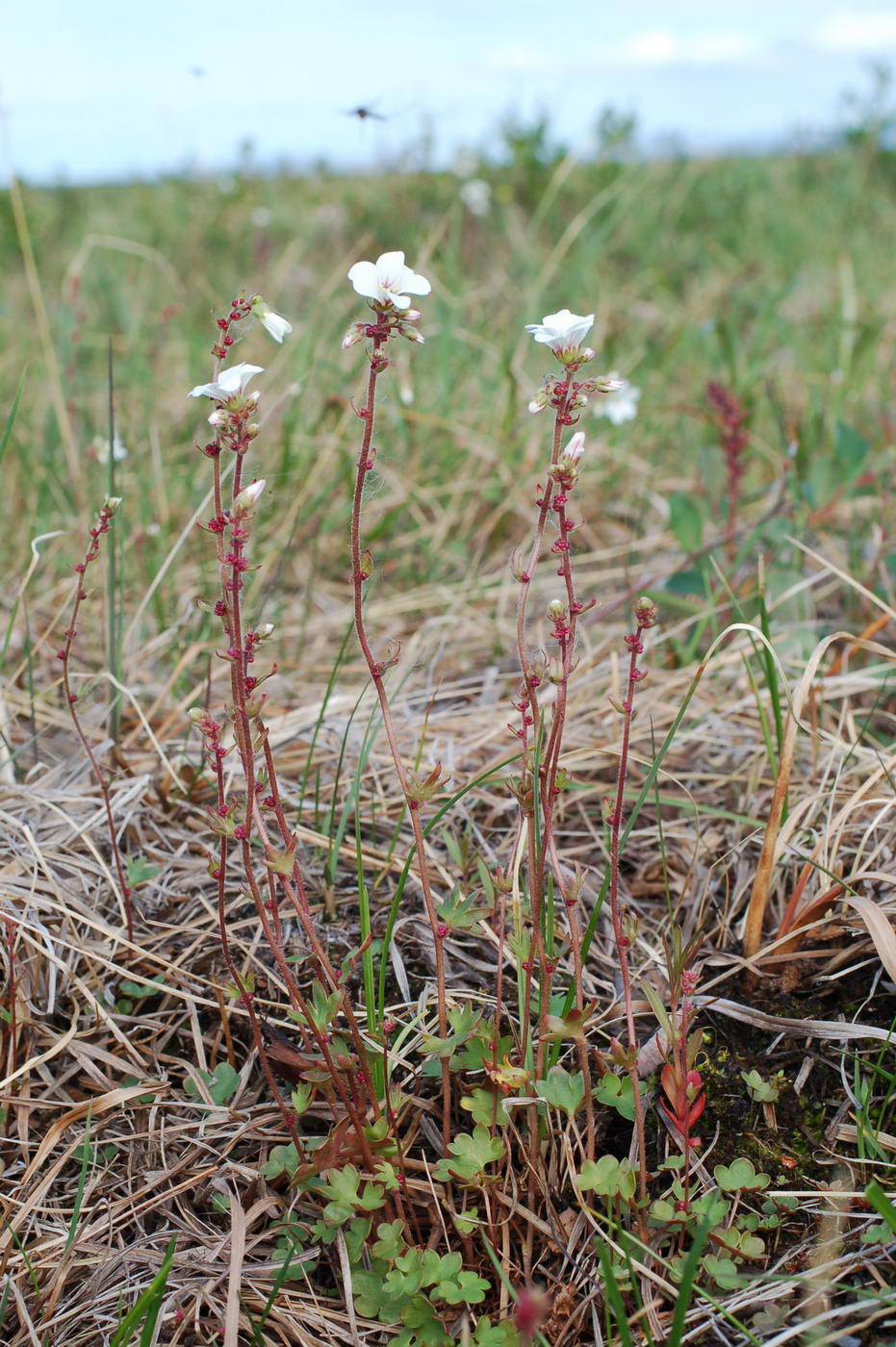 Image of Saxifraga cernua specimen.