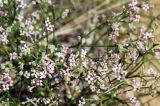 Asperula danilewskiana