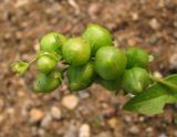 Veronica anagallis-aquatica