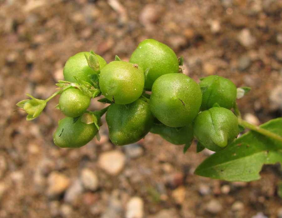 Image of Veronica anagallis-aquatica specimen.