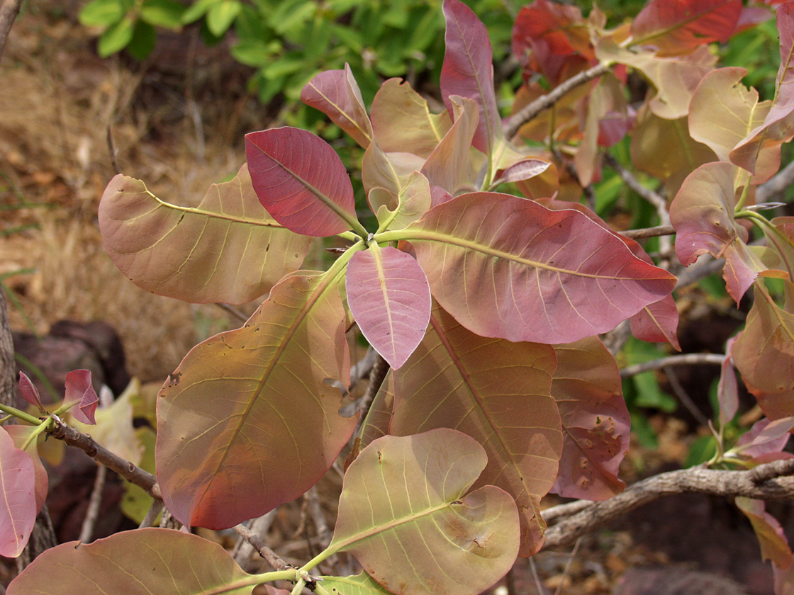 Image of genus Terminalia specimen.