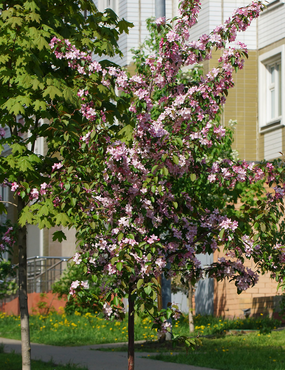 Image of Malus × purpurea specimen.