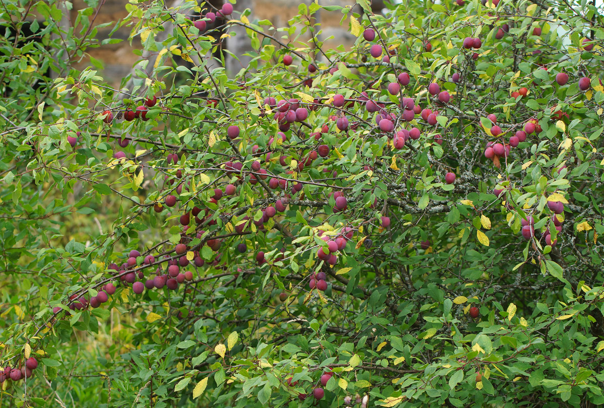 Image of Prunus domestica specimen.