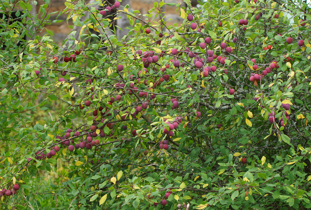 Изображение особи Prunus domestica.