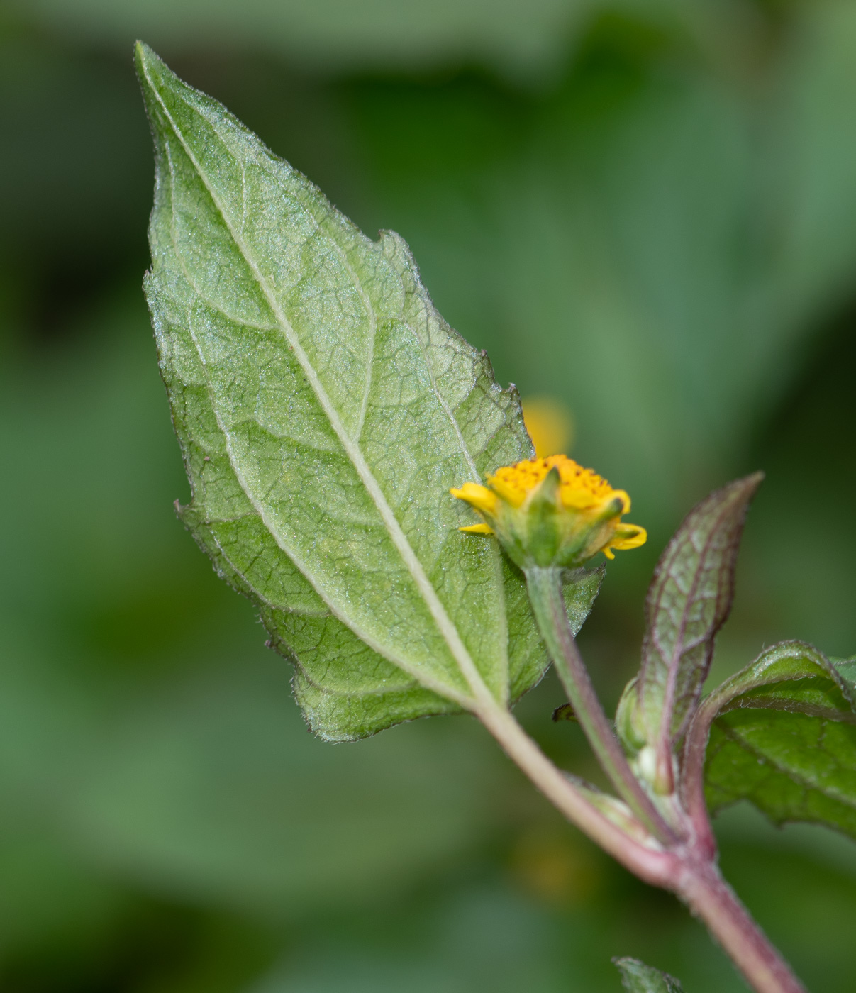 Image of Acmella ciliata specimen.