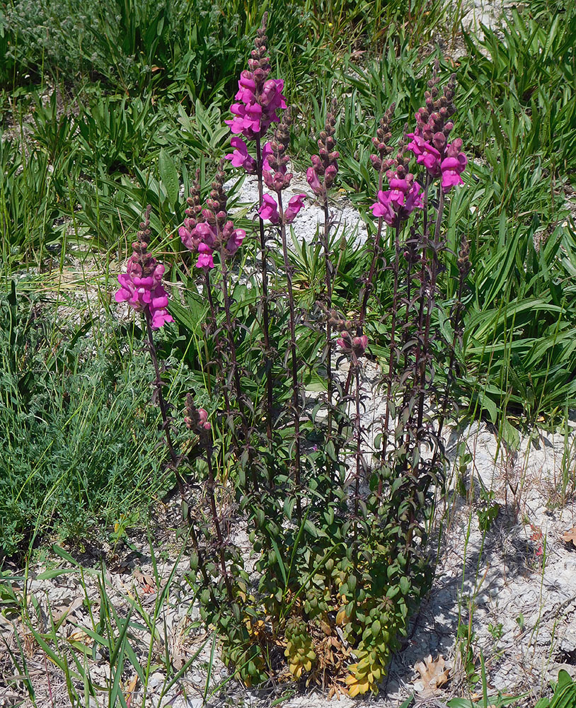 Изображение особи Antirrhinum majus.