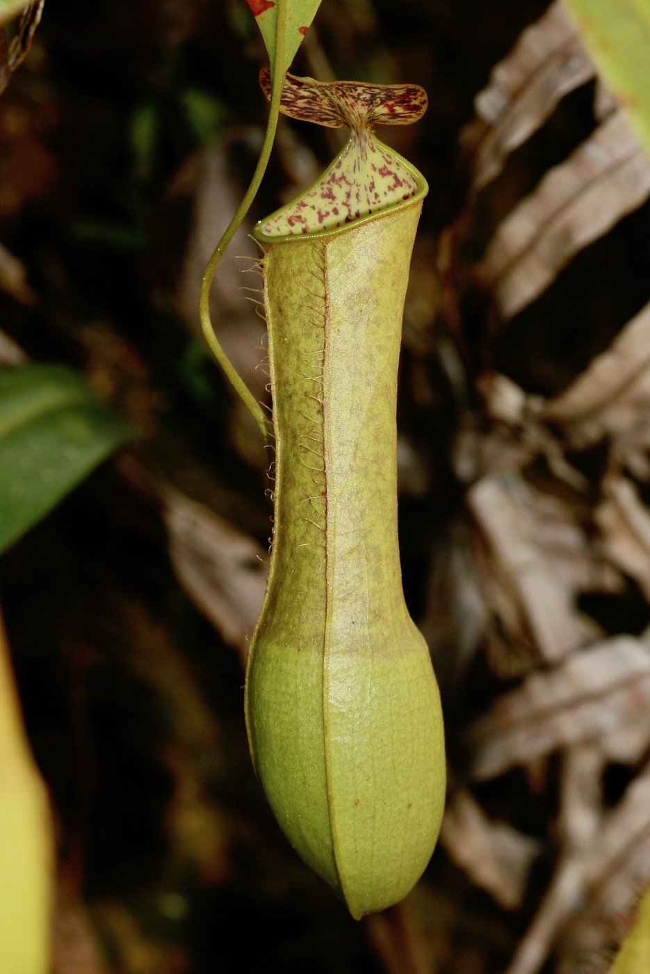 Image of Nepenthes hirsuta specimen.