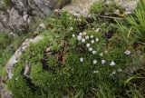 Globularia repens. Цветущие растения. Испания, автономное сообщество Каталония, провинция Жирона, комарка Альт-Эмпорда, муниципалитет Альбанья, окр. комплекса Santuari de la Mare de Déu del Mont, 1124 м н.у.м., в расщелине скалы. 02.06.2020.