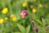 Geum rivale