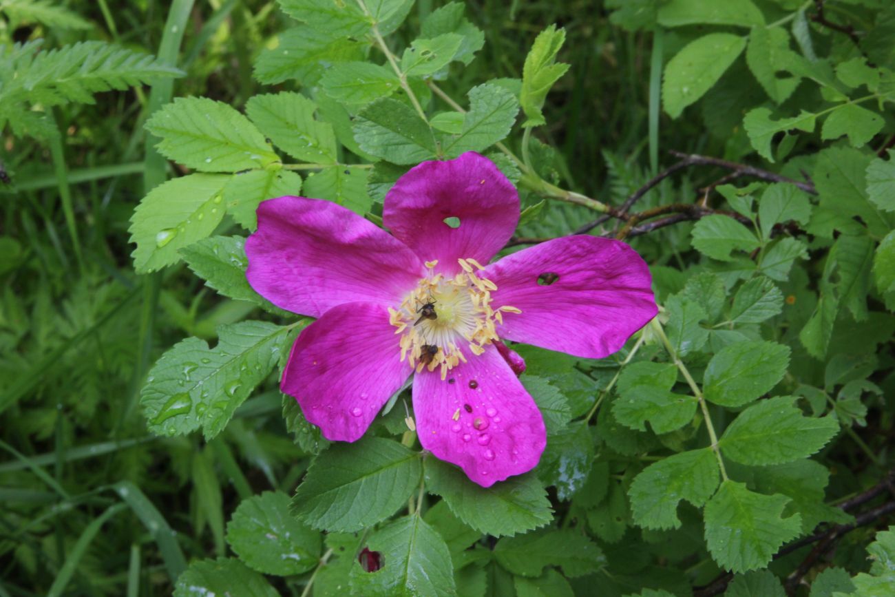 Изображение особи род Rosa.