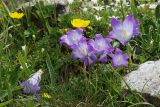 Campanula biebersteiniana