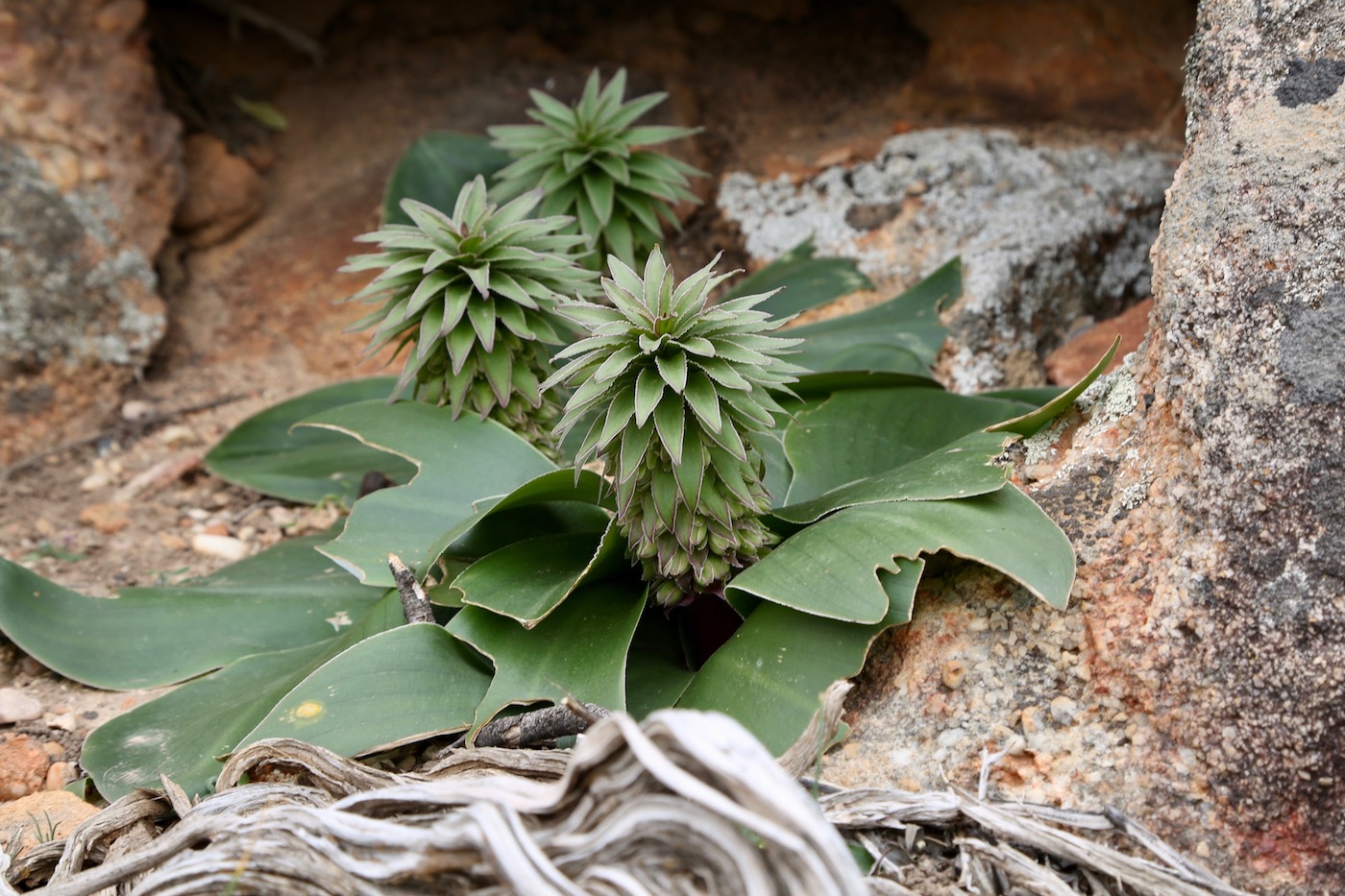 Изображение особи Eucomis regia.