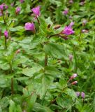 genus Epilobium. Верхушка цветущего растения. Карачаево-Черкесия, окр. Теберды, ущелье р. Азгек, берег ручья. 02.09.2019.