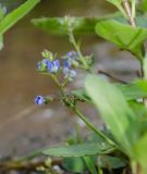 Veronica beccabunga