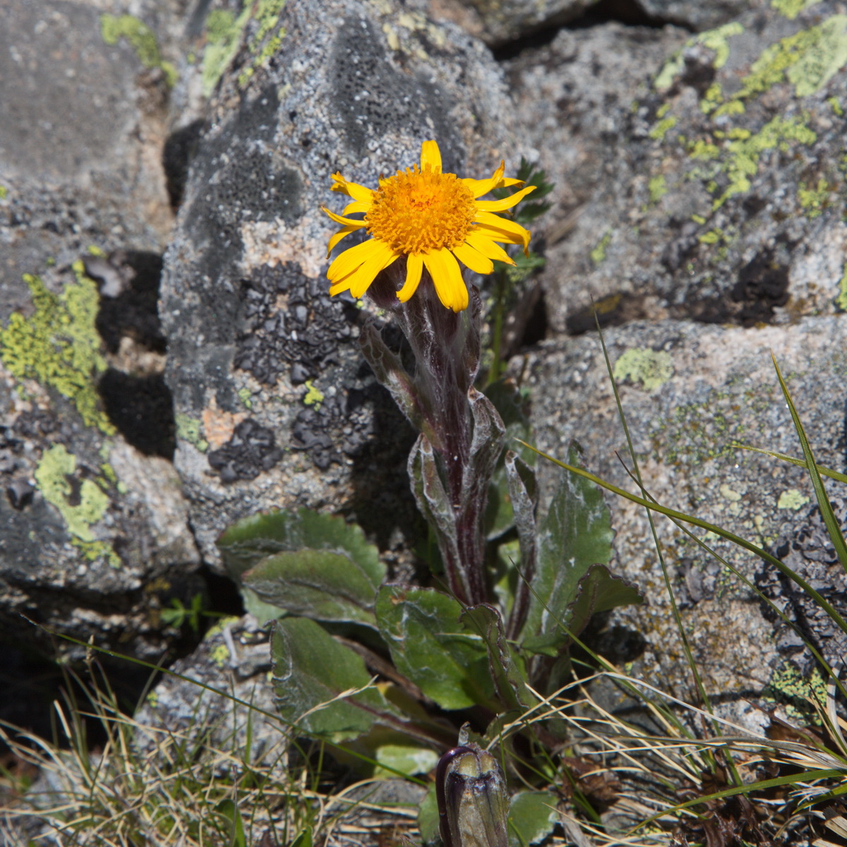 Image of Tephroseris karjaginii specimen.