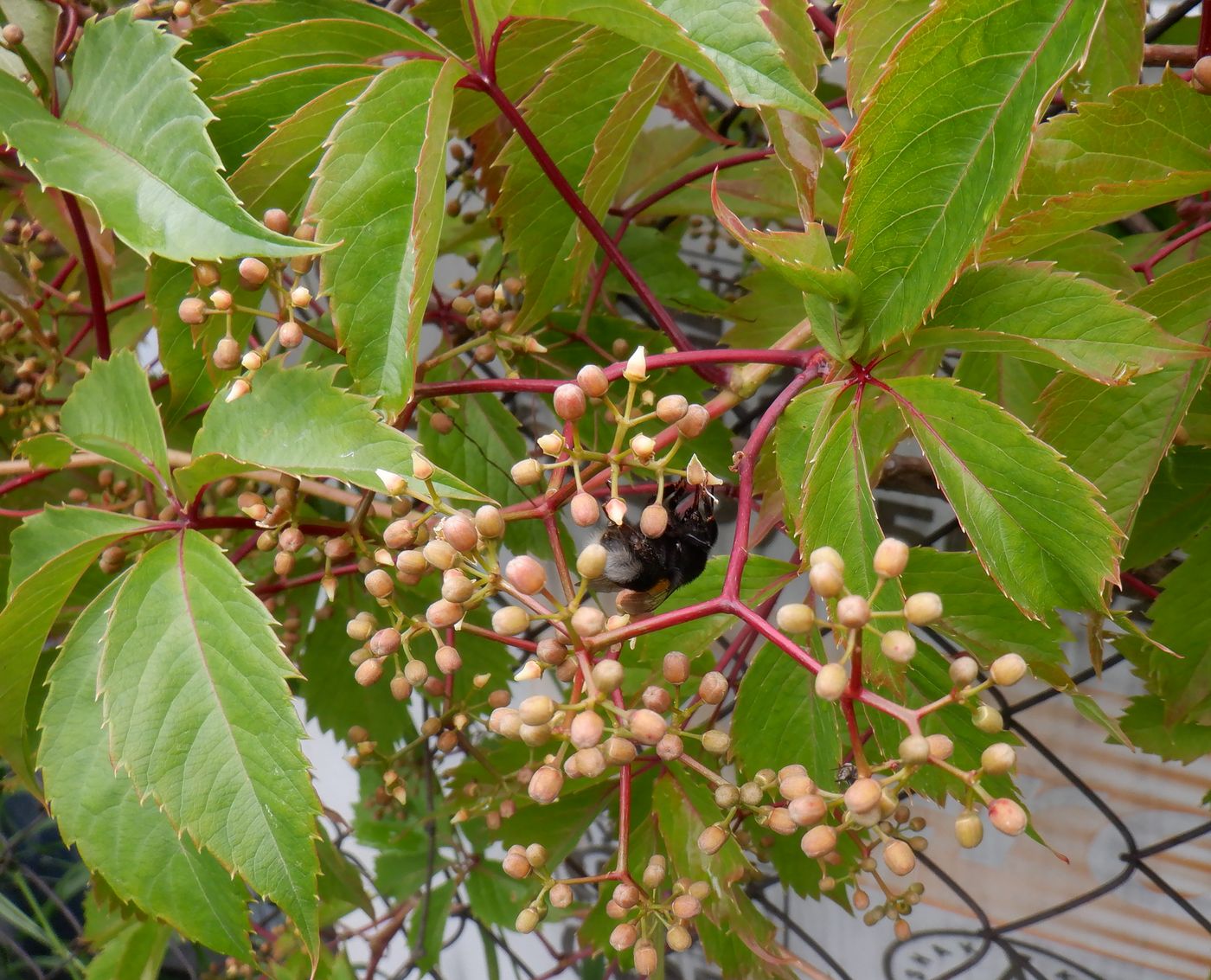 Изображение особи Parthenocissus inserta.