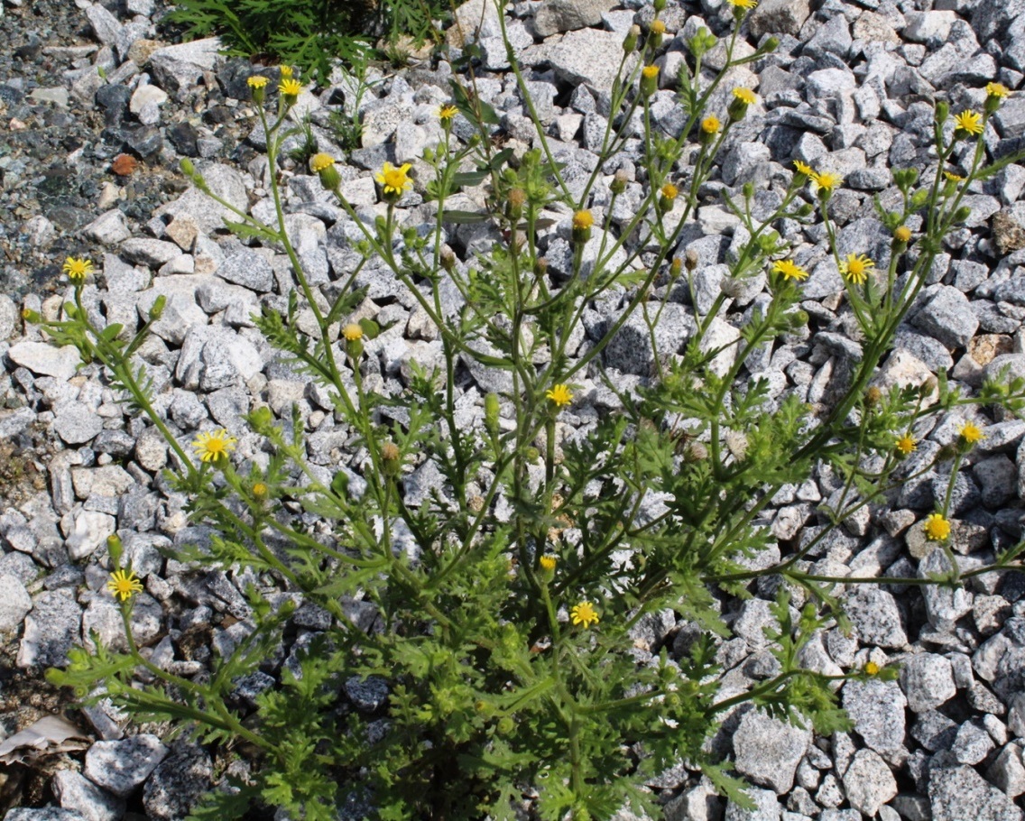 Image of Senecio viscosus specimen.