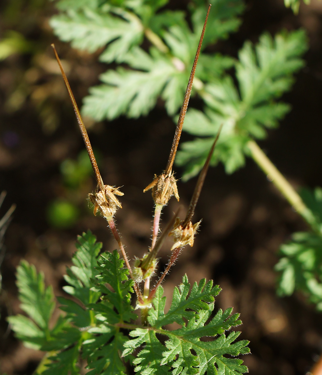 Изображение особи Erodium cicutarium.