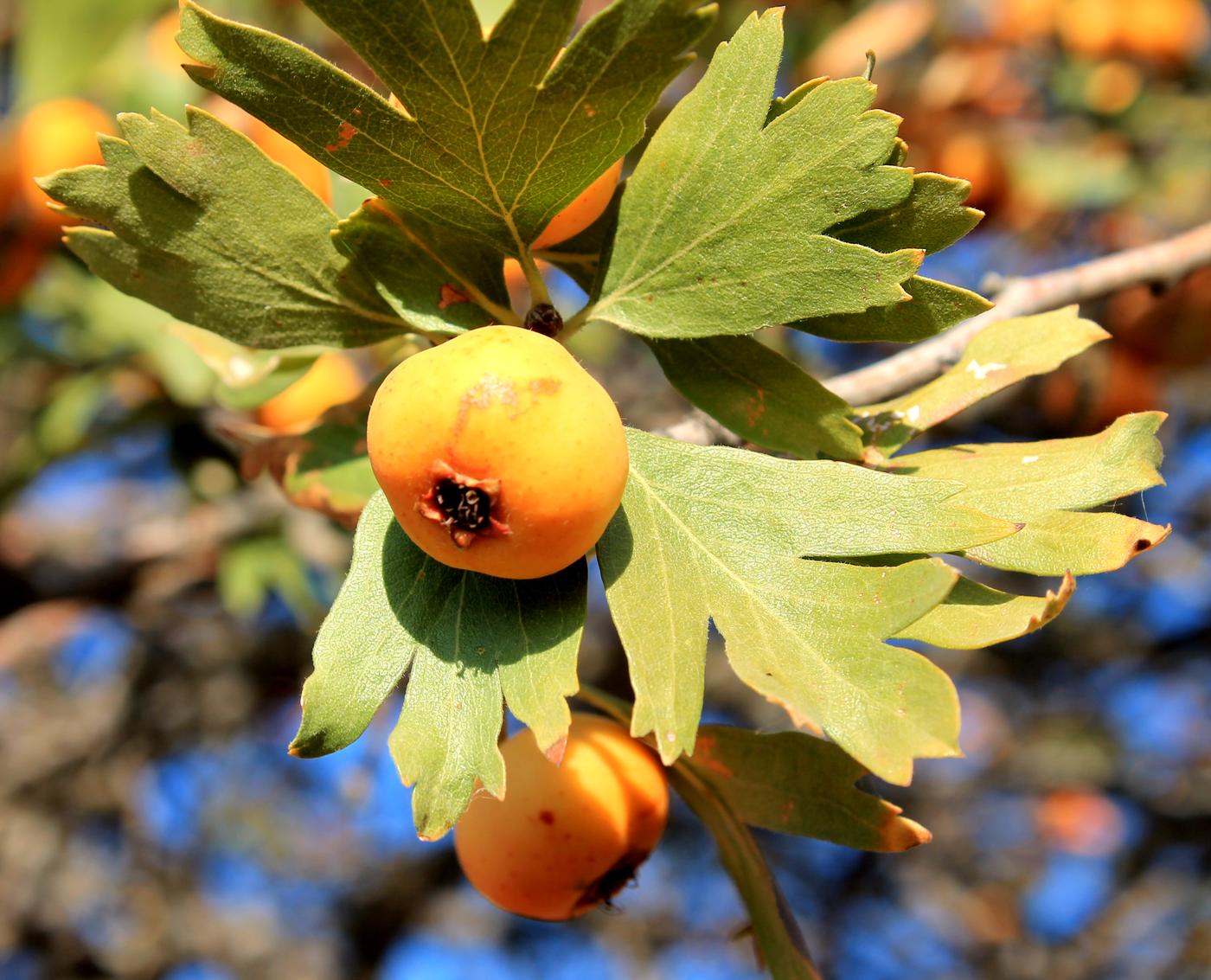 Image of Crataegus pontica specimen.