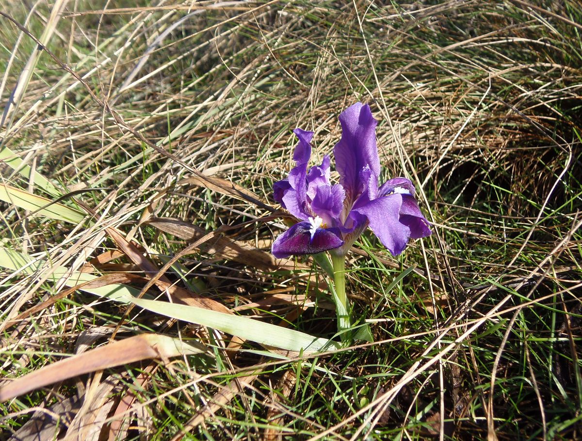 Image of Iris pumila specimen.