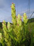 Castilleja pallida