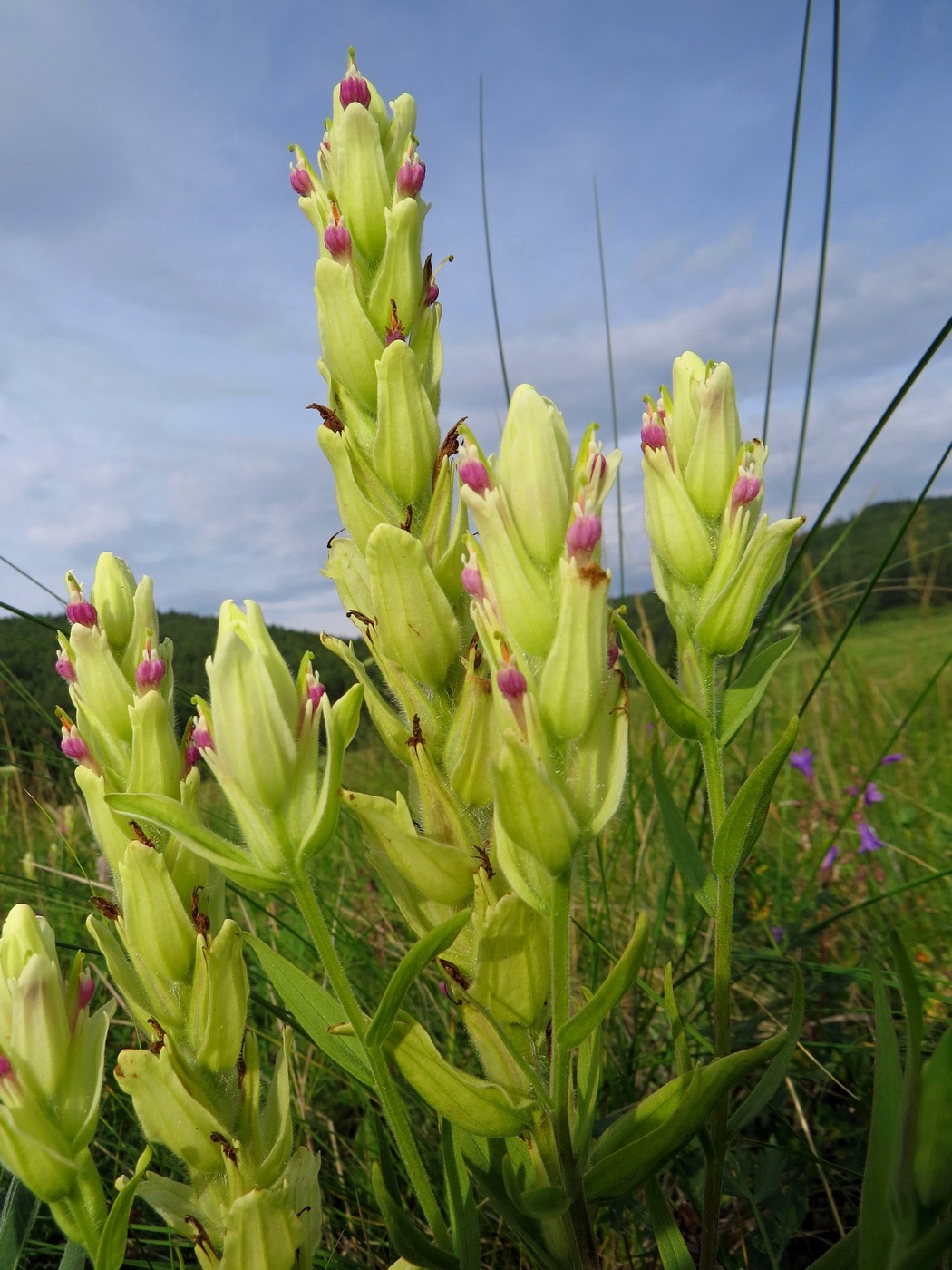 Изображение особи Castilleja pallida.