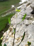 Draba melanopus. Верхушка побега с цветками и незрелыми плодами. Таджикистан, Гиссарский хребет, верх. р. Зидды, ≈ 3000 м н.у.м., каменистый берег реки. 13.06.2018.