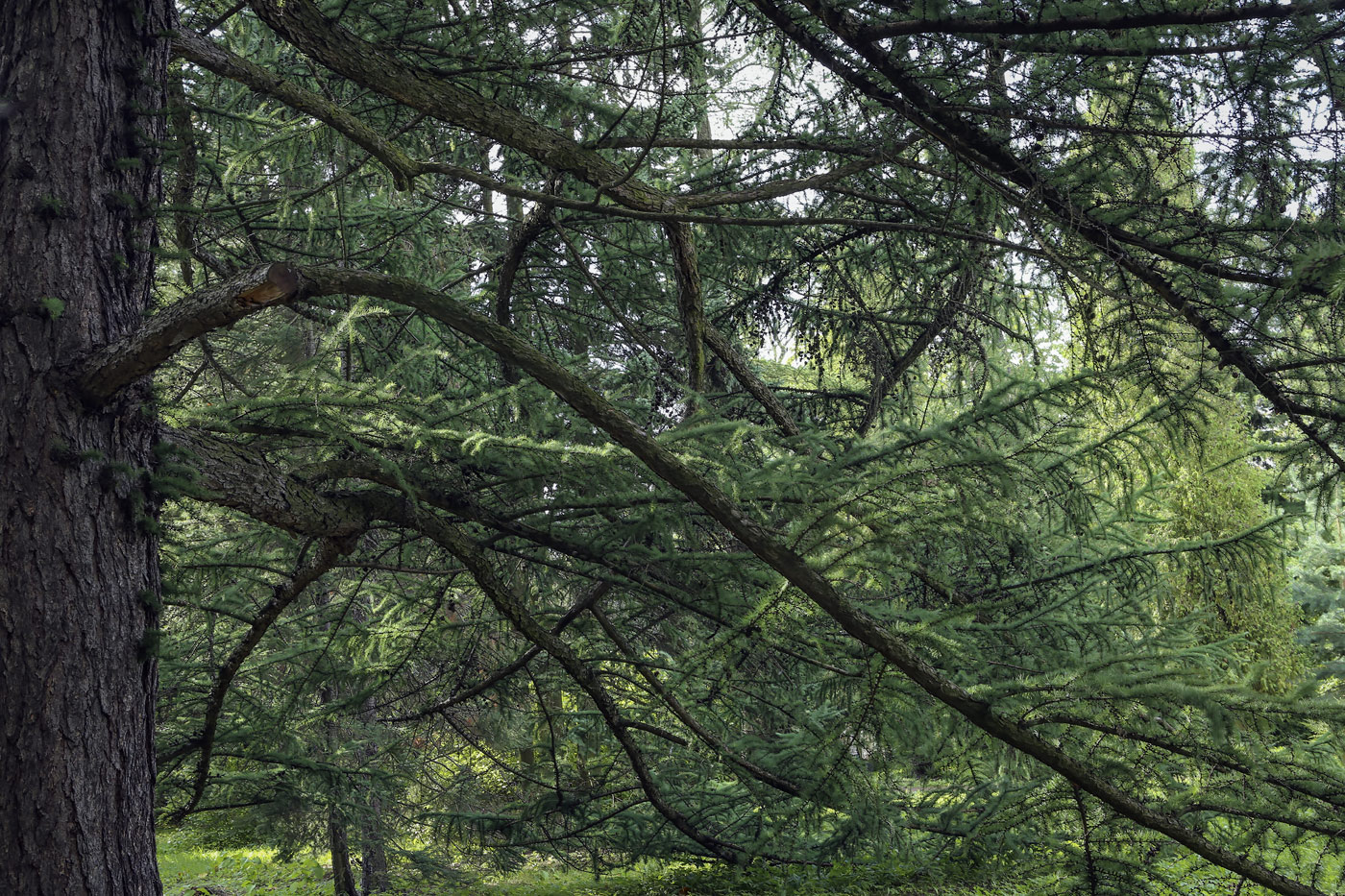 Изображение особи Larix kaempferi.