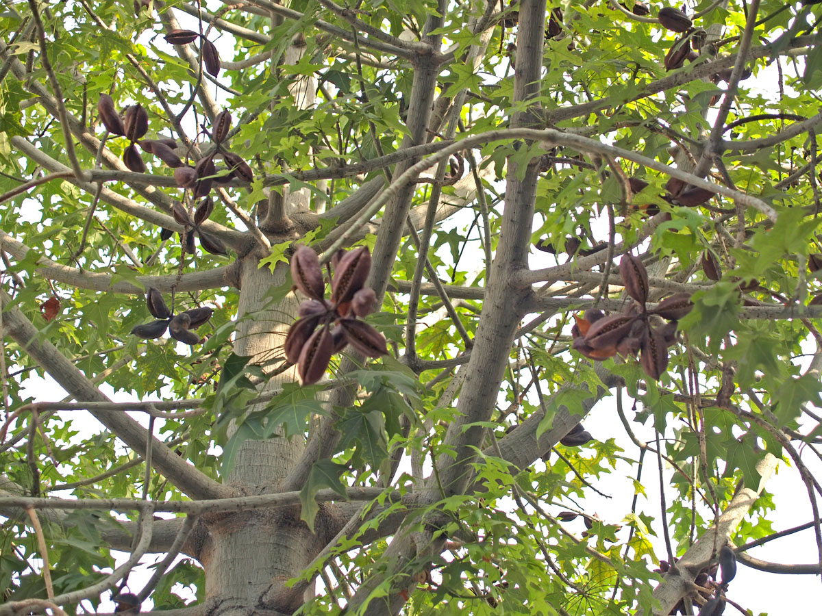 Изображение особи Brachychiton australis.