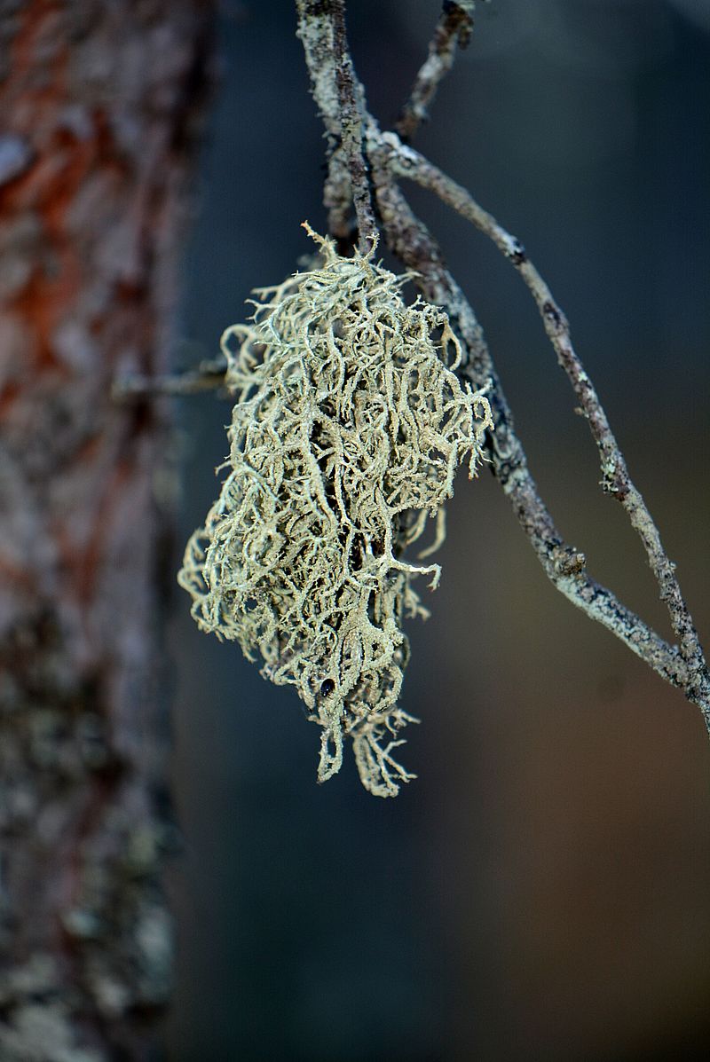 Изображение особи Evernia mesomorpha.