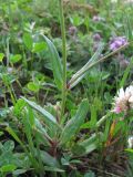 Gypsophila elegans. Нижняя часть цветущего растения. Кабардино-Балкария, Эльбрусский р-н, долина р. Ирик, ок. 2200 м н.у.м., у тропы. 06.07.2020.