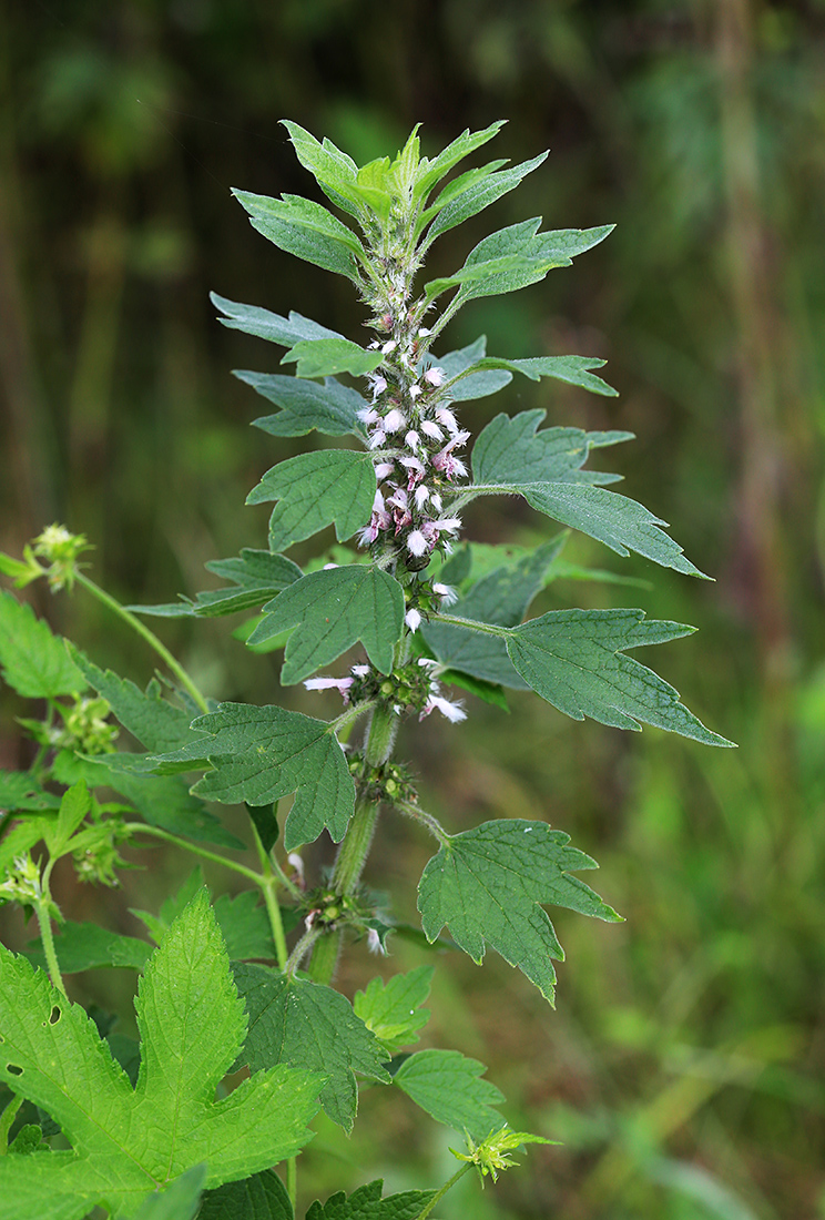 Изображение особи Leonurus quinquelobatus.