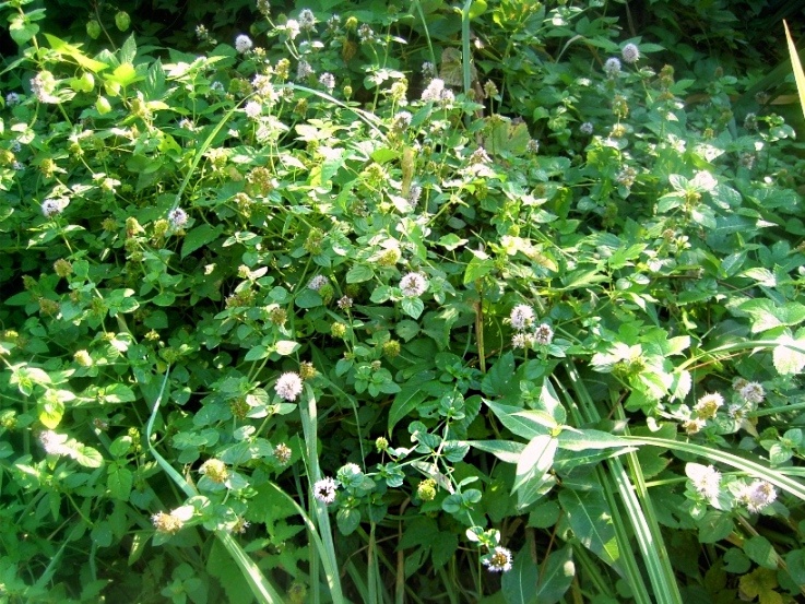 Image of Mentha aquatica specimen.